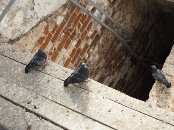 жители колокольни =)