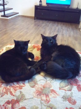 Клуб фелинологов-любителей  - IMG_20180201_165244.jpg