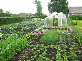 Садово-огородные дела. - IMG_0092.JPG