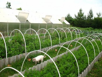 Садово-огородные дела. - IMG_0100.JPG