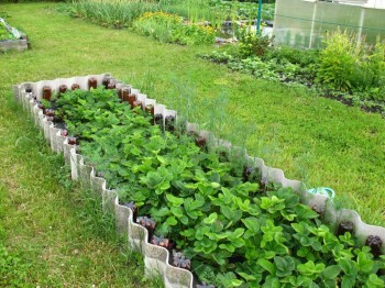 Садово-огородные дела. - IMG_0081.JPG