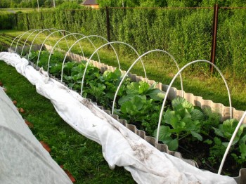 Садово-огородные дела. - IMG_0045.JPG