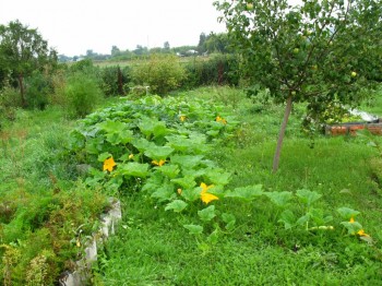 Садово-огородные дела. - IMG_0027.JPG