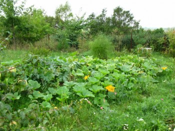 Садово-огородные дела. - IMG_0036.JPG