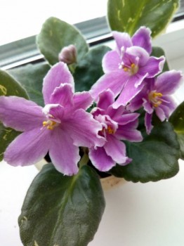 Мои комнатные растения. - IMG_20180322_092851.jpg