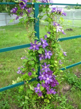 Декоративные садовые растения. - IMG_0007.JPG