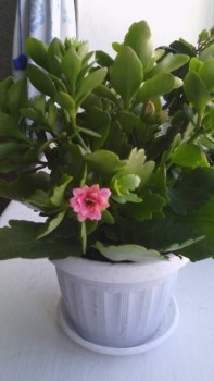 Мои комнатные растения. - IMG_20180326_104523.jpg