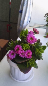 Мои комнатные растения. - IMG_20180326_104556.jpg