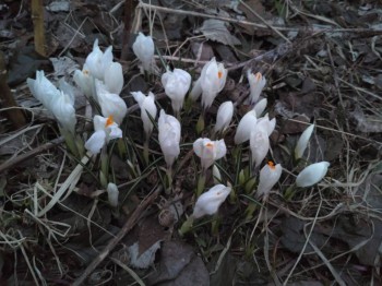 Декоративные садовые растения. - IMG_20180416_195603.jpg