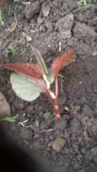 Надеюсь примется!насажала по-над забором,пусть живая изгородь будет что ли