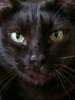 Клуб фелинологов-любителей  - IMG_20180415_104446.jpg