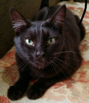 Клуб фелинологов-любителей  - IMG_20180415_103618.jpg