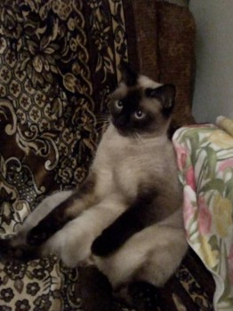 Клуб фелинологов-любителей  - IMG_20180425_205546.jpg