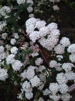 Ещё невеста