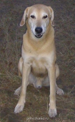 Обратите внимание на кривую ухмылочку! )))))))