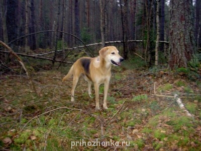 Кого из животных вы содержите? Фото приветствуется. - PICT6194.JPG