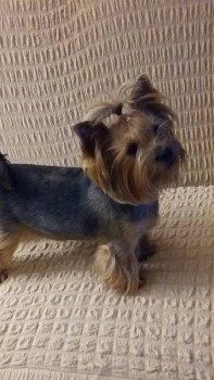 Кого из животных вы содержите? Фото приветствуется. - 20180409_223919.jpg