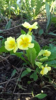 Декоративные садовые растения. - 20180508_173833.jpg