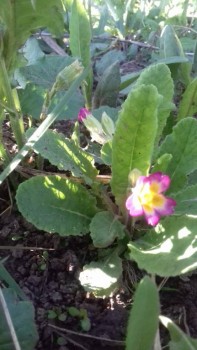 Декоративные садовые растения. - 20180508_173855.jpg