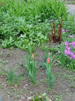 Садово-огородные дела. - IMG_2018-05-16_070623.jpg