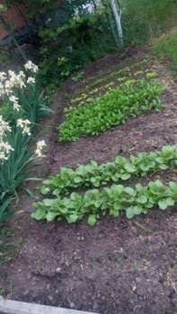 Садово-огородные дела. - IMG_20180516_065021.jpg