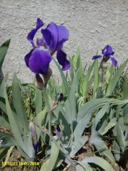 Садово-огородные дела. - IMG_20180516_135121.jpg