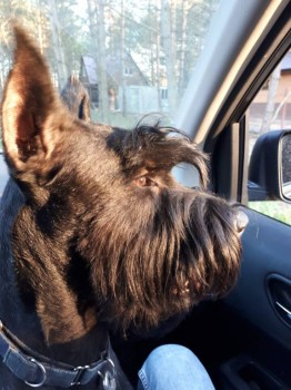 Кого из животных вы содержите? Фото приветствуется. - 20180509_191942.jpg