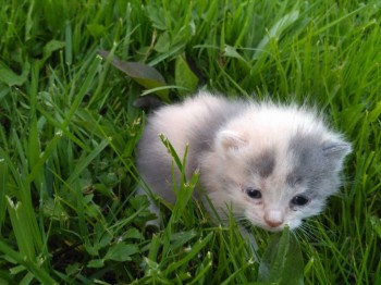 Кого из животных вы содержите? Фото приветствуется. - IMG_20180513_202314.jpg