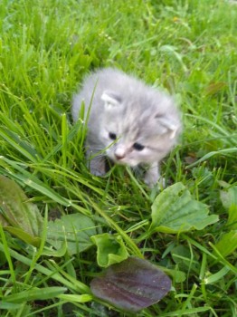 Кого из животных вы содержите? Фото приветствуется. - IMG_20180513_201916.jpg