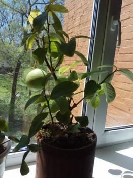 Мои комнатные растения. - IMG-20180519-WA0000.jpg