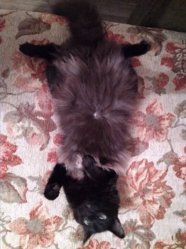 Вот сколько хлама на пузик наросло у нашего повзрослевшего парнишки.Но самое главное -  пуп!