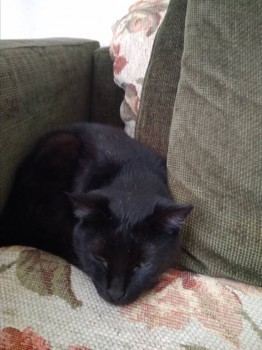 Дочкин котя ждёт ее,любимую, с работы)))