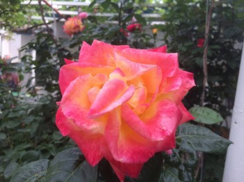 Декоративные садовые растения. - IMG_2015.JPG