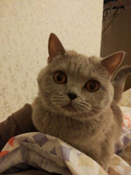 Кого из животных вы содержите? Фото приветствуется. - IMG_20180223_213645.jpg