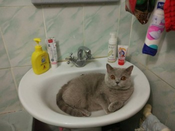 Кого из животных вы содержите? Фото приветствуется. - IMG_20170526_151325_HHT.jpg