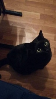 Кого из животных вы содержите? Фото приветствуется. - IMG-20180424-WA0006.jpg