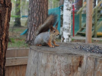 В мире животных фото, видео  - P5221406.JPG