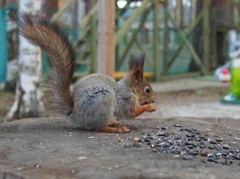 В мире животных фото, видео  - P5221410.JPG