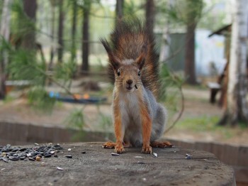 В мире животных фото, видео  - P5221420.JPG