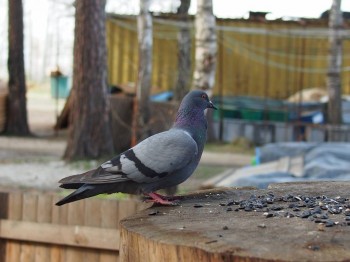 В мире животных фото, видео  - P5221423.JPG