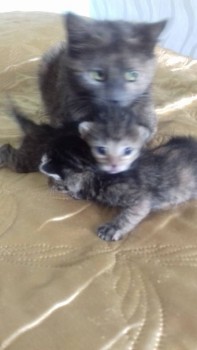 Кого из животных вы содержите? Фото приветствуется. - 20180521_122934[1].jpg