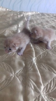 Кого из животных вы содержите? Фото приветствуется. - 20180521_120506[1].jpg