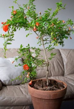 Экзотические растения в доме - Punica_granatum_2.jpg