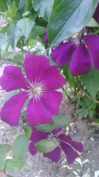 Декоративные садовые растения. - IMG-3baef6d7596c6a50873302aa27089b16-V.jpg