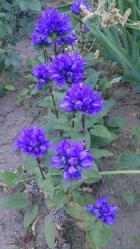 Декоративные садовые растения. - IMG-937378a0f0a6028d0d41a2c6df40c7d9-V.jpg