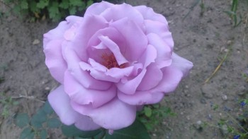 Декоративные садовые растения. - IMG-c2e1e95676b84359791b03ed84fbbe21-V.jpg