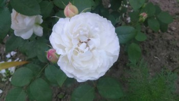 Декоративные садовые растения. - IMG-9720bb9901033573f0428d107d5ca87b-V.jpg