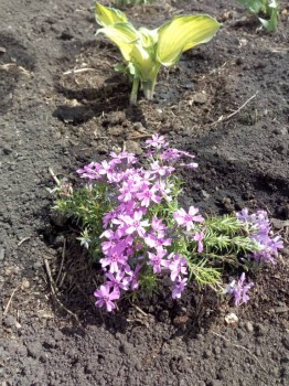 Цвет на самом деле очень яркий,фото не передает..