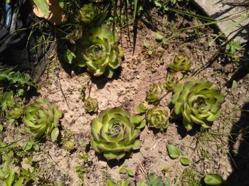 Декоративные садовые растения. - IMG_20180526_123621.jpg