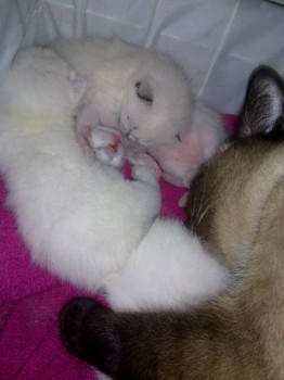 Кто угадает их количество?